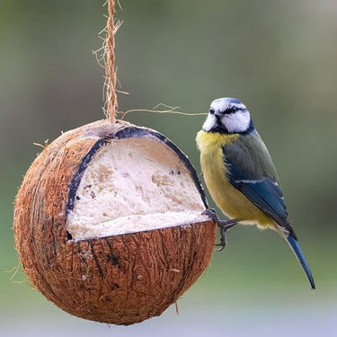 Suet To Go - Whole Coconut, 1pcs Loose
